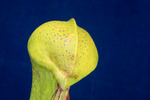 Darlingtonia californica (IMG_0170.tif)