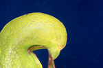 Darlingtonia californica (IMG_0174.tif)