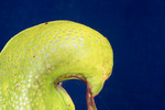 Darlingtonia californica (IMG_0175.tif)