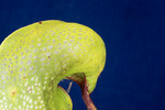 Darlingtonia californica (IMG_0176.tif)