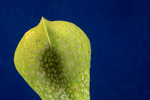 Darlingtonia californica (IMG_0178.tif)