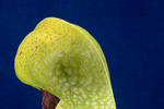 Darlingtonia californica (IMG_0179.tif)