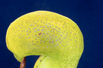 Darlingtonia californica (IMG_0181.tif)