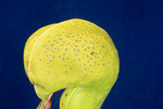 Darlingtonia californica (IMG_0182.tif)