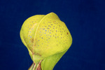 Darlingtonia californica (IMG_0183.tif)