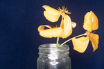 Eshcscholzia californica (IMG_0016.tif)