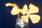 Eshcscholzia californica (IMG_0019.tif)