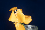 Eshcscholzia californica (IMG_0070.tif)