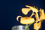 Eshcscholzia californica (IMG_0080.tif)