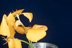 Eshcscholzia californica (IMG_0083.tif)