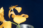 Eshcscholzia californica (IMG_0084.tif)