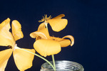Eshcscholzia californica (IMG_0085.tif)