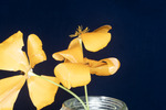 Eshcscholzia californica (IMG_0086.tif)