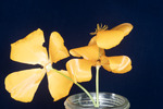 Eshcscholzia californica (IMG_0087.tif)