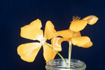 Eshcscholzia californica (IMG_0088.tif)