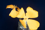 Eshcscholzia californica (IMG_0096.tif)