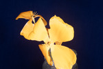 Eshcscholzia californica (IMG_0097.tif)