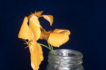 Eshcscholzia californica (IMG_0099.tif)