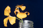 Eshcscholzia californica (IMG_0101.tif)