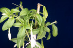 Fuchsia magellanica (IMG_0001_2.tif)