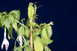 Fuchsia magellanica (IMG_0005_3.tif)