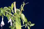 Fuchsia magellanica (IMG_0007_3.tif)