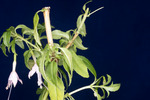 Fuchsia magellanica (IMG_0008_3.tif)