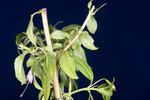 Fuchsia magellanica (IMG_0010_3.tif)