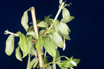 Fuchsia magellanica (IMG_0012_3.tif)