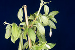 Fuchsia magellanica (IMG_0013_3.tif)