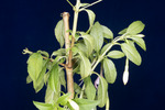 Fuchsia magellanica (IMG_0015_3.tif)