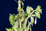 Fuchsia magellanica (IMG_0016_3.tif)