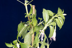 Fuchsia magellanica (IMG_0017_3.tif)