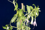 Fuchsia magellanica (IMG_0018_3.tif)