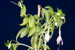 Fuchsia magellanica (IMG_0019_3.tif)