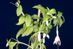 Fuchsia magellanica (IMG_0020_3.tif)
