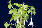 Fuchsia magellanica (IMG_0021_3.tif)