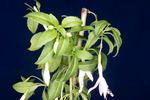 Fuchsia magellanica (IMG_0022_3.tif)
