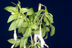 Fuchsia magellanica (IMG_0023_3.tif)
