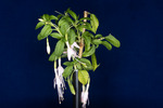 Fuchsia magellanica (IMG_0141_1.tif)