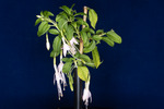 Fuchsia magellanica (IMG_0143_1.tif)
