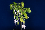 Fuchsia magellanica (IMG_0145_1.tif)