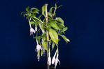 Fuchsia magellanica (IMG_0148_1.tif)