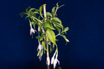 Fuchsia magellanica (IMG_0149_1.tif)
