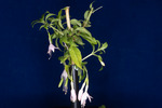 Fuchsia magellanica (IMG_0150_1.tif)