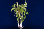 Fuchsia magellanica (IMG_0153_1.tif)