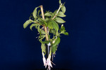 Fuchsia magellanica (IMG_0154_1.tif)