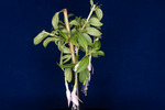 Fuchsia magellanica (IMG_0155_1.tif)
