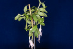 Fuchsia magellanica (IMG_0156_1.tif)