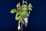 Fuchsia magellanica (IMG_0158_1.tif)